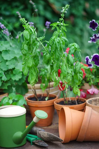 Växter i sommarträdgård — Stockfoto