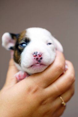 jack Russell terrier yavrusu