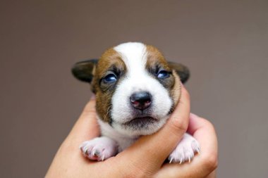 jack Russell terrier yavrusu