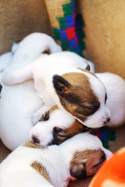 Jack russell terrier cuccioli — Foto Stock