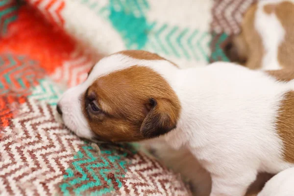 Jack russell terrier valp — Stockfoto