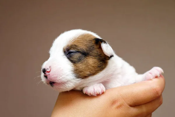 Jack Russell Terrier Puppy — Stock Photo, Image