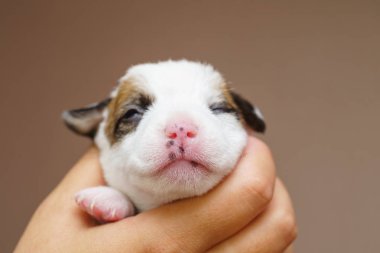 jack Russell terrier yavrusu