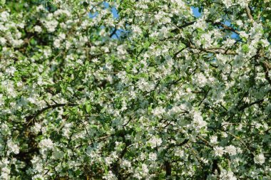 Beyaz elma çiçeği