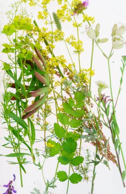 Bahar bitkiler üzerinde beyaz bileşimi 