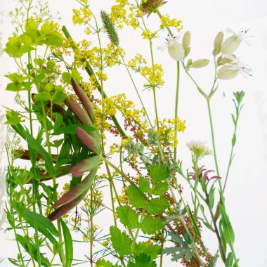 Bahar bitkiler üzerinde beyaz bileşimi 