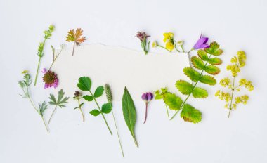 yeşil bitkiler ile kompozisyon 