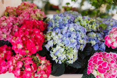 Parlak ortanca çiçek