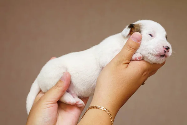 Jack russell terrier valp — Stockfoto