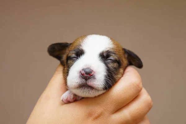 Jack russell Terier szczeniak — Zdjęcie stockowe