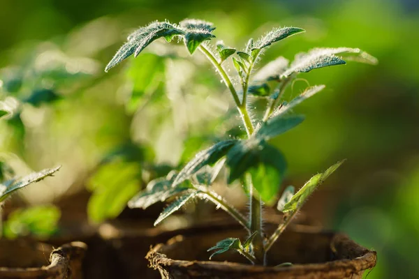 plants in the early stages of growth.