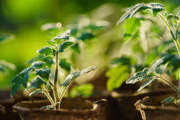 bitkiler büyüme, erken evrelerinde.
