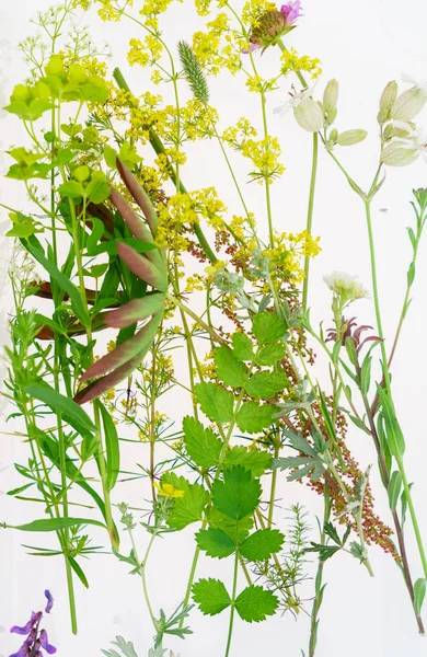 Bahar bitkiler üzerinde beyaz bileşimi 