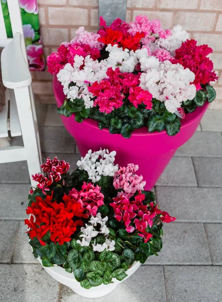 Ljusa cyklamen blommor — Stockfoto