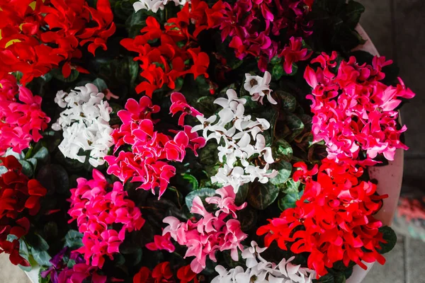 Κυκλάμινο φωτεινά λουλούδια — Φωτογραφία Αρχείου