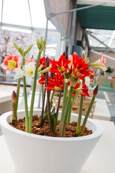 Bright amaryllis flowers — Stock Photo, Image