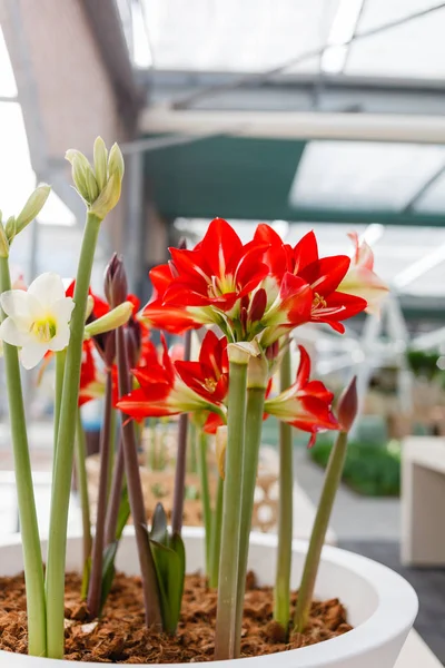 Flores amaryllis brilhantes — Fotografia de Stock