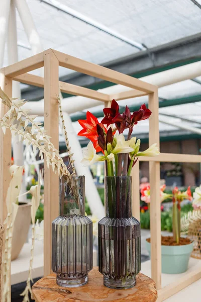 Bright amaryllis flowers — Stock Photo, Image