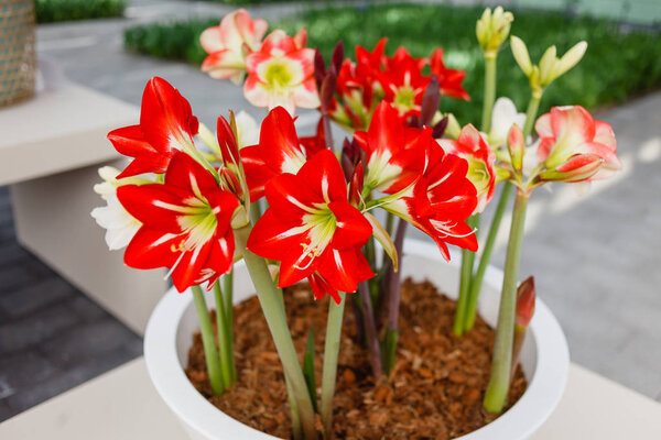  bright amaryllis flowers