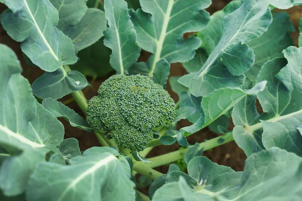 Broccoli plant groeit — Stockfoto