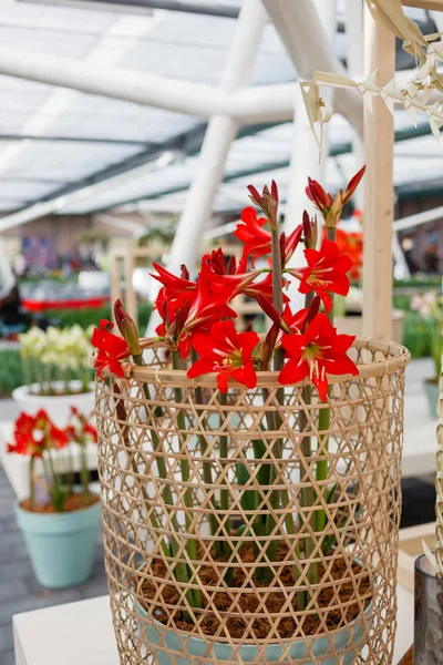 Parlak amaryllis çiçekler — Stok fotoğraf