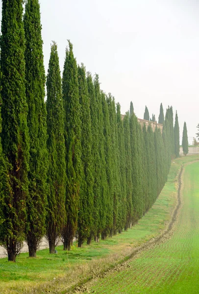 Drzewa rosnące w Włochy — Zdjęcie stockowe