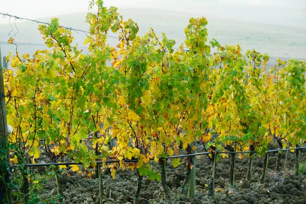 Hösten vingård i Italien — Stockfoto