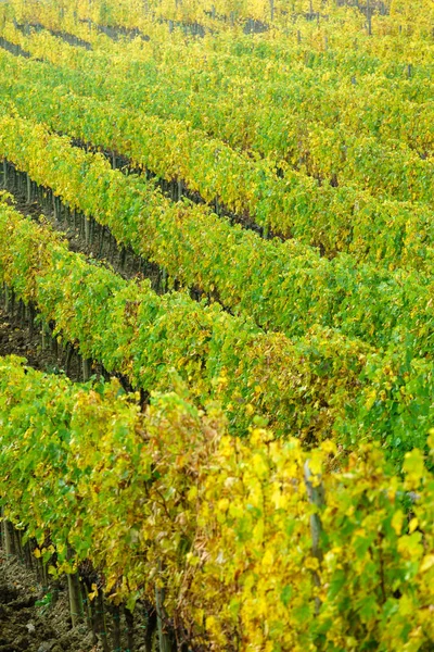 sonbahar üzüm İtalya 