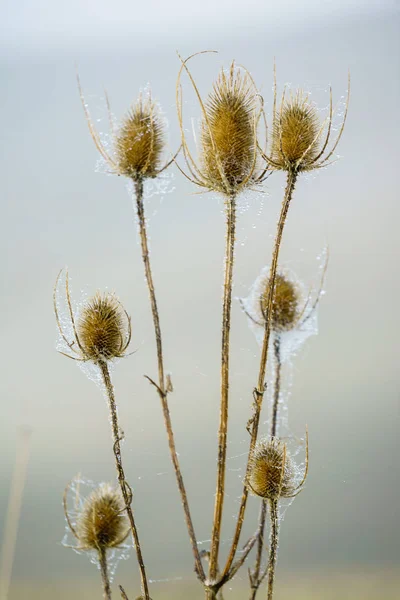 Droge herfst planten — Stockfoto