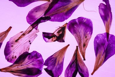 Iris yaprakları pembe üzerinde 