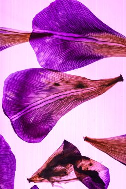 Iris yaprakları pembe üzerinde 