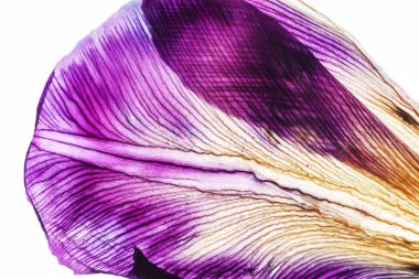 Iris yaprakları portre