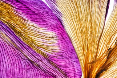 Iris yaprakları portre