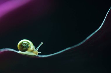 küçük salyangoz çiçek