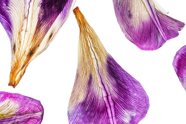 Iris pétales gros plan — Photo