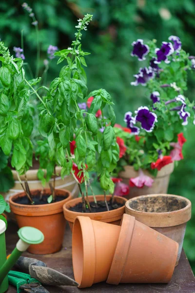 Piante nel giardino estivo — Foto Stock