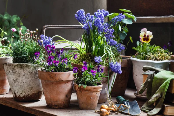 Hermosas flores de primavera — Foto de Stock