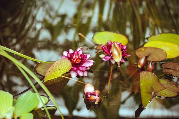 Flores de lótus crescente — Fotografia de Stock