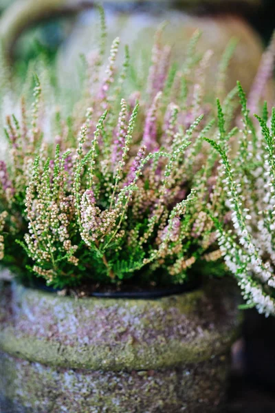 Heathe bitki tencerede