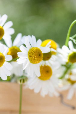 güzel papatya çiçekleri