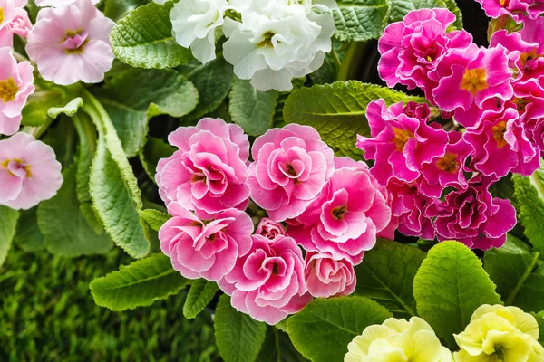 Güzel bahar çiçekleri