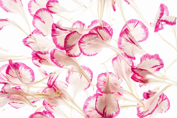 Рожевий квіткових пелюсток — стокове фото
