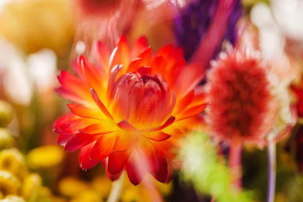 Flores brilhantes do outono — Fotografia de Stock