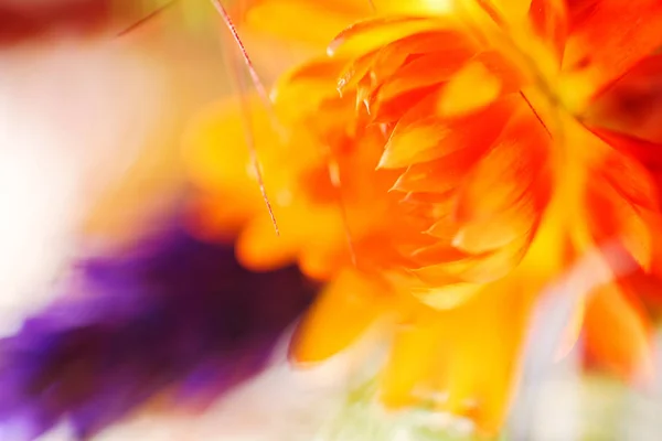 Parlak sonbahar çiçek — Stok fotoğraf
