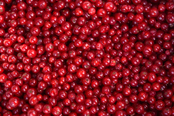 Ribes rosso maturo — Foto Stock