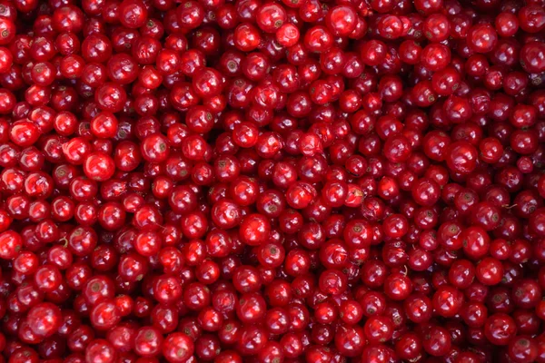 Ripe red currants — Stock Photo, Image