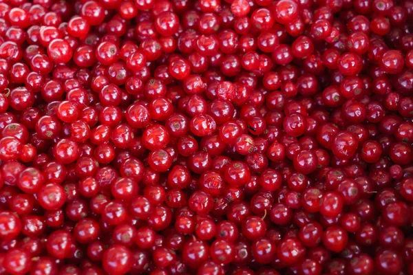 Olgun kırmızı kuş üzümü