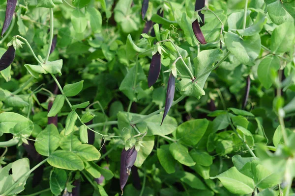 紫色荚的豌豆 — 图库照片