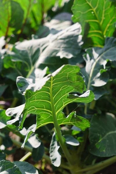 Ekologisk broccoli blad — Stockfoto