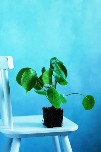 Pilea peperomioides in pot — Stock Photo, Image